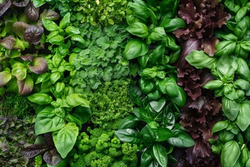 A Vibrant Collection of Fresh Green Herbs and Leafy Greens in an Urban Garden Setting