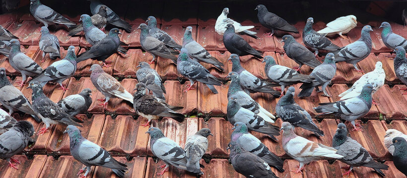 Pest at public park. Pigeon Pest. Eye sore to the public who visit park for some sunshine, exercise and clean oxygen but are marred by the unscrupulous people who ffed them to multiply the populations