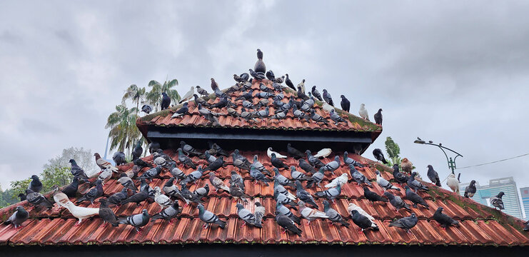 Pest at public park. Pigeon Pest. Eye sore to the public who visit park for some sunshine, exercise and clean oxygen but are marred by the unscrupulous people who ffed them to multiply the populations
