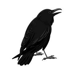 vector drawing black raven, crow, dark bird isolated at white background, hand drawn illustration