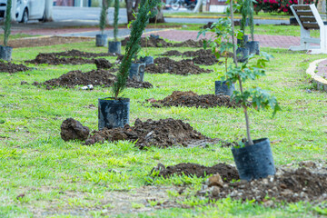 Person plants a pine tree in a public garden. Reforestation in a public park.