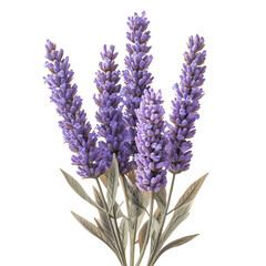 A beautiful bunch of lavender flowers, showcasing vibrant purple blossoms and delicate green...