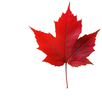 Vibrant red maple leaf against a clean background, showcasing nature's beauty and the colors of autumn.
