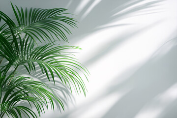 Obraz premium Abstract background with palm shadows on white wall, light and shadow effect for product presentation empty mockup.