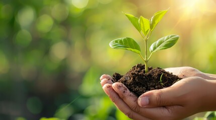 Hands Holding Seedling with Soil in Sunlight