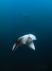 Two manta rays dancing in Hiva Oa, French polynesia, Marquesas