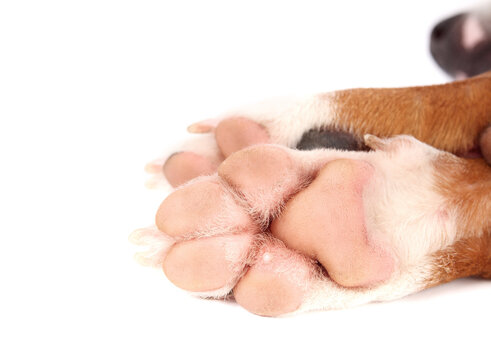 Dog paw pad with white bump or wart. Puppy dog with small hard white lump, possible foreign body, ingrown hair or cyst. Dog health car and paw health. Female harrier mix, 2 years old. Selective focus.