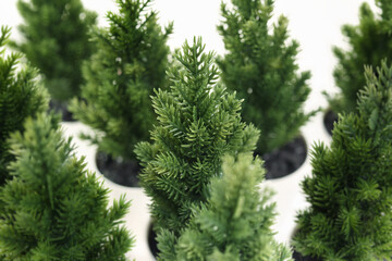 Fototapeta premium Miniature Christmas trees in a rows. Many small artificial Christmas trees. Xmas holiday background or concept for choosing or shopping for the right Christmas tree. Selective focus.