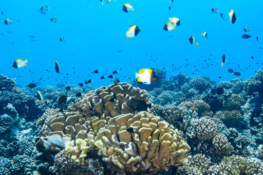 Beautiful corals and fish while suba diving in Manihi, French polynesia, Tuamotu