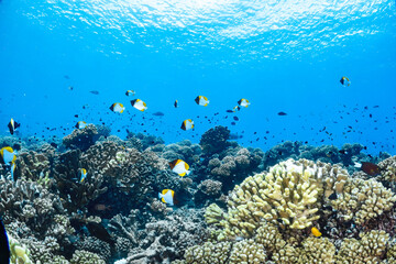 Coral reef and fish in Manihi, French polynesia, Tuamotu © Johan