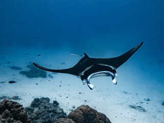 Manta ray swimming towards a diver in the lagoon of Maupiti, French polynesia