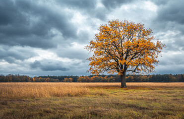 A cloudy autumn landscape with a lonely yellowed oak tree in a field, conveying a sense of solitude and tranquility. Suitable for nature-themed content.