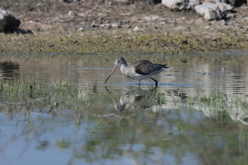 Godwit wading in the river water. Bird background.