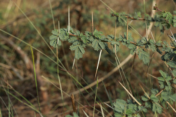 Gum arabic tree branch closeup. Nature concept, Green leaves.