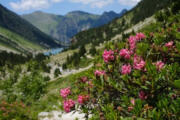 Beautiful scenery of Pyrennes National Park with blooming pink flowers of Rhododendron bush.  ...