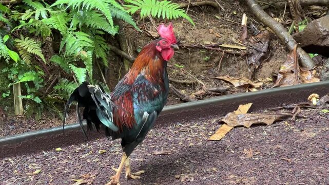 Red Junglefowl (Gallus Gallus); Wild Feral Chicken, Fowl, Rooster (Moa) Residing In Hawaii.