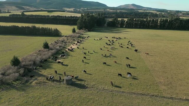 Close Up Of Dairy Cows Grazing In Canterbury New Zealand