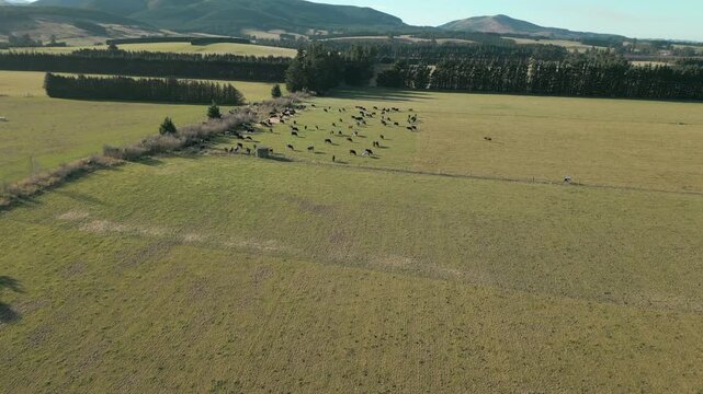 Rotational Grazing And Dairy Cows Eating In A Paddock Canterbury New Zealand Drone Track In