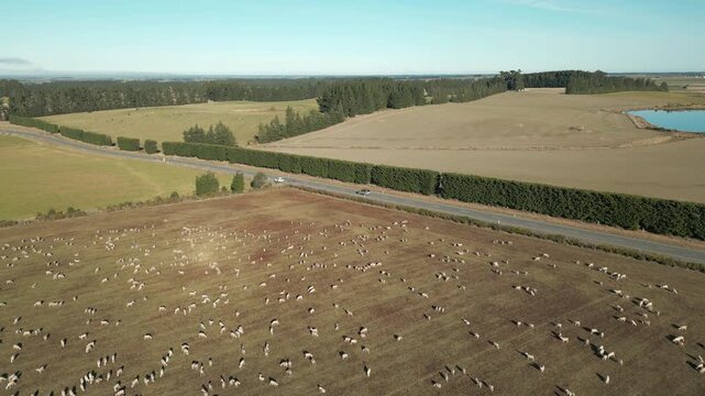 Sheep In The Field Near Rakaia Canterbury New Zealand Drone Track Back