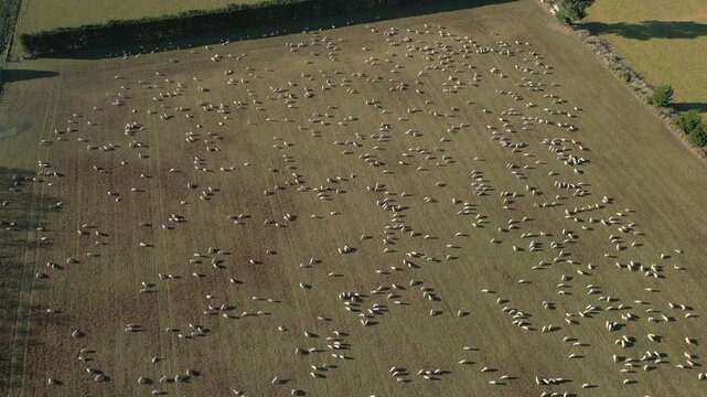 Huge Field Of Sheep Eating Grass In Canterbury New Zealand Drone Birdseye Rotate