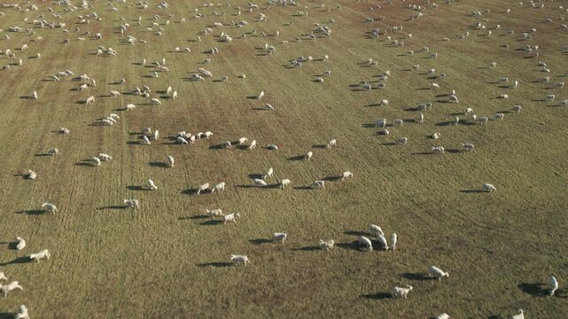 Sheep Eating Grass In Open Farm Field Canterbury New Zealand