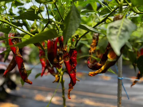 Close-up of peppers and branches infected with anthracnose