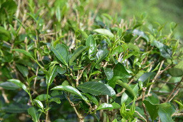 Photographs of tea gardens, tea plantations, tea leaf shoots, collecting tea leaf shoots in the northern region of Thailand.