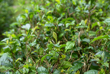 Photographs of tea gardens, tea plantations, tea leaf shoots, collecting tea leaf shoots in the northern region of Thailand.