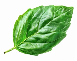 Obraz premium Basil Leaf Isolated on White Background. Top View Set with Full Depth of Field