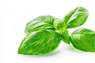 Fototapeta premium Basil Leaves. Fresh Organic Green Herb Isolated on White Background
