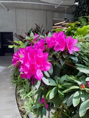 pink flowers in an indoor garden 