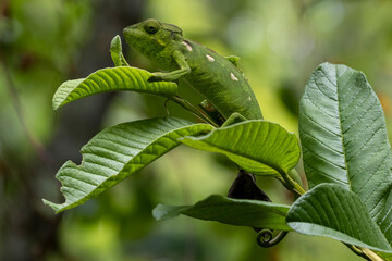 Ein grünes Madagaskar-Riesenchamäleon kletternd auf einem Ast in der Seitenansicht