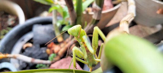 Praying mantis among green plants, centered with head turned towards the camera, blurred background, showcasing its unique appearance and stance in nature.