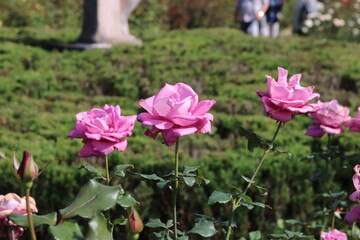 秋の薔薇。ムーン・シャドウ。