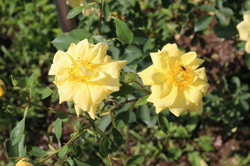 秋の薔薇。リモサ。