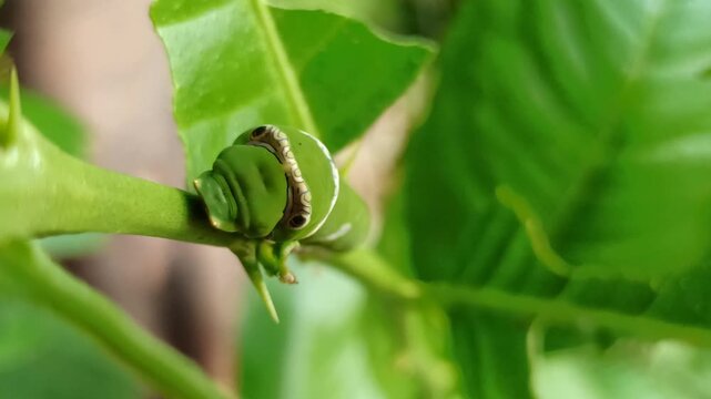 cute green caterpillar