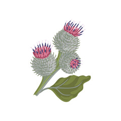 woolly burdock, field flower, vector drawing wild plants at white background, Arctium tomentosum, floral element, hand drawn botanical illustration