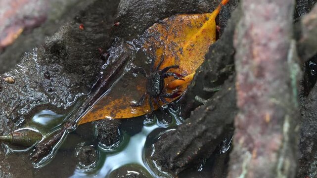 An omnivorous tree climbing crab feeding on the leaves of water plants in the mangrove forest, close up shot.