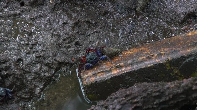 Face-banded sesarmine crab foraging on the sediments, sipping on the minerals in the wet and swampy mudflats of mangrove forest, close up shot.