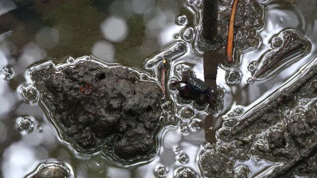 Face-banded sesarmine crab foraging on the sediments, sipping on the minerals in the wet and swampy mangrove forest, close up shot.