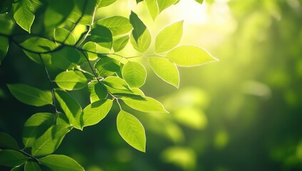 Obraz premium Lush Green Leaves Creating an Eco-Friendly Background With Text Space in a Sunlit Forest