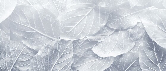 White leaves with intricate vein patterns, overlapping on a clean, minimalist background