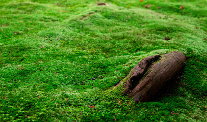 Closeup of of beautiful green moss in Kyoto, Japan