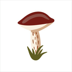 Vector isolated element. An edible mushroom. Birch mushroom. Autumn time. Color image on a white background. The print is used for packaging design.