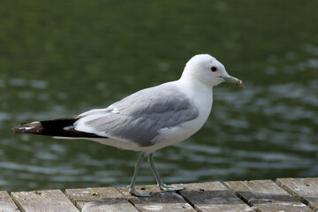 Common gull
