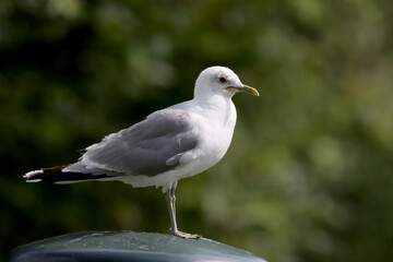 Common gull