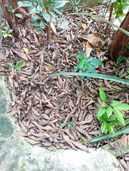 dry leaves fall in the backyard garden