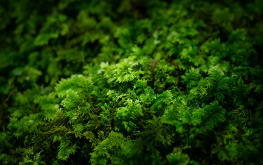 Closeup of of beautiful green moss in Kyoto, Japan