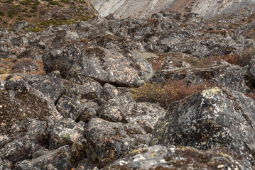 Alpine vegetation. A pile of stones with alpine vegetation in the Himalayas. 