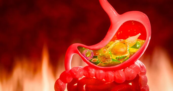 pizza and hamburger. Junk food. Symptoms of acid reflux or excess acid in the stomach. Gastric juice and intestinal model within the abdominal cavity. Pressure air causes stomach pain. 3D Rendering
